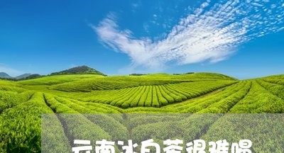 云南冰白茶很难喝/2023061464939