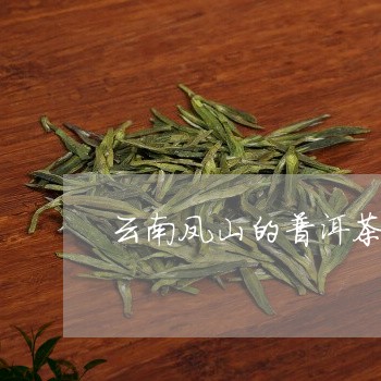 云南凤山的普洱茶特点/2023062544147