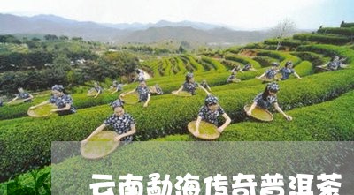 云南勐海传奇普洱茶/2023091496048