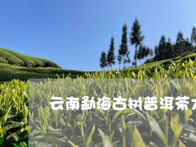 云南勐海古树普洱茶大概多少钱一斤/2023060373626