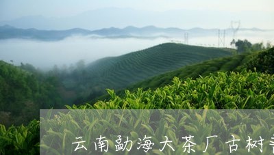 云南勐海大茶厂古树普洱茶/2023110482704