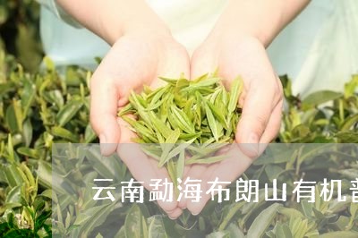 云南勐海布朗山有机普洱茶/2023081510706