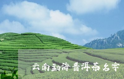 云南勐海普洱茶名字/2023091425350