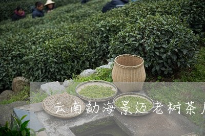 云南勐海景迈老树茶厂/2023071684270