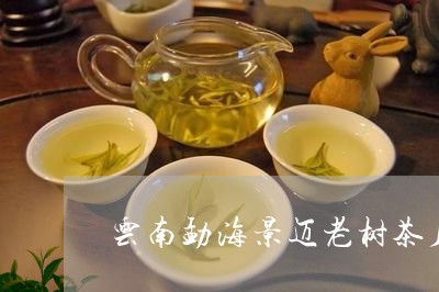 云南勐海景迈老树茶厂/2023092120583