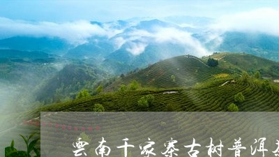 云南千家寨古树普洱茶/2023072218503