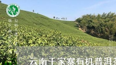 云南千家寨有机普洱茶/2023092769604