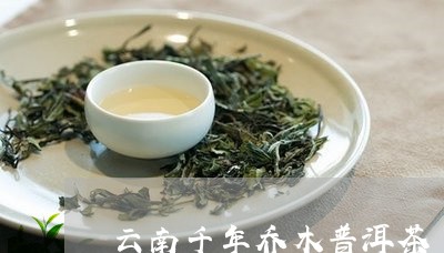 云南千年乔木普洱茶/2023101755128