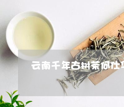 云南千年古树茶何仕华/2023061034825