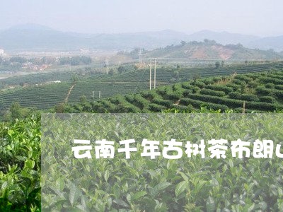 云南千年古树茶布朗山珍藏品08年/2023060429593