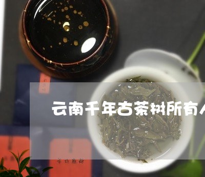 云南千年古茶树所有人/2023071692037