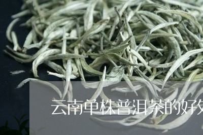 云南单株普洱茶的好处/2023100613946