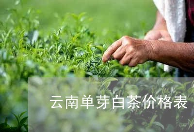 云南单芽白茶价格表/2023121746058