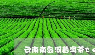 云南南岛河普洱茶tea/2023050164936