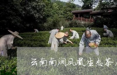 云南南涧凤凰生态茶厂/2023092170694