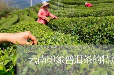 云南印象普洱茶的特点/2023061407161