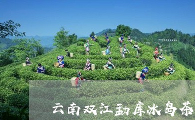 云南双江勐库冰岛茶有几种香型/2023053106292