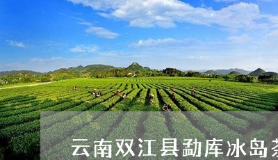 云南双江县勐库冰岛茶价格/2023051245591