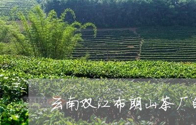 云南双江布朗山茶厂的冰岛古树/2023053162725