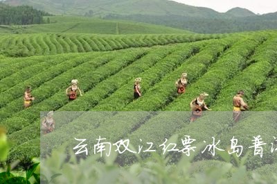 云南双江红票冰岛普洱茶/2023110582915