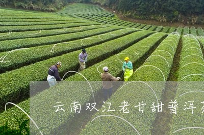 云南双江老甘甜普洱茶/2023080281673