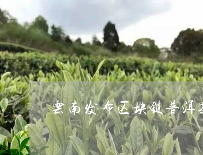 云南发布区块链普洱茶追溯平台/2023102596068