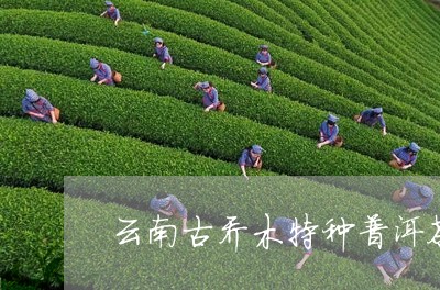 云南古乔木特种普洱茶/2023080108169