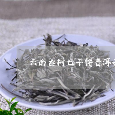 云南古树七子饼普洱茶/2023072232627