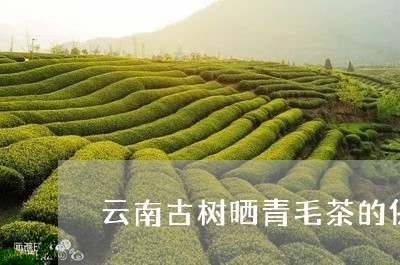 云南古树晒青毛茶的保质期/2023051262514