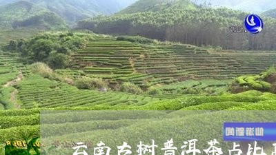 云南古树普洱茶占比高吗/2023102419484