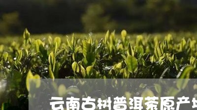 云南古树普洱茶原产地/2023120688249