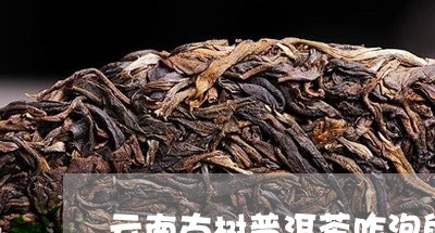 云南古树普洱茶咋泡的好/2023110144037