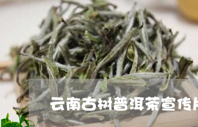 云南古树普洱茶宣传片/2023092592025