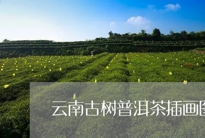 云南古树普洱茶插画图片大全/2023082805039