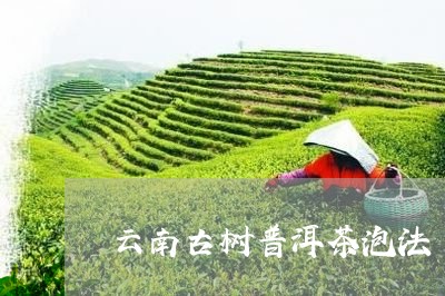 云南古树普洱茶泡法/2023062190593