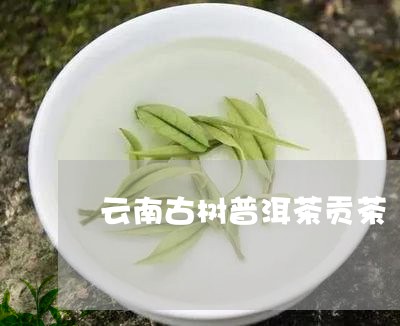 云南古树普洱茶贡茶/2023120522814