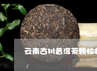 云南古树普洱茶颗粒状/2023092893624