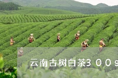 云南古树白茶300g/2023092721613