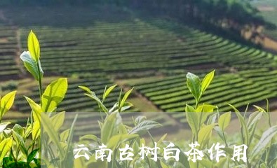 云南古树白茶作用/2023061462048