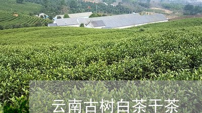 云南古树白茶干茶/2023061469393