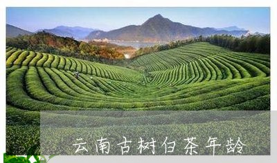 云南古树白茶年龄/2023061473937