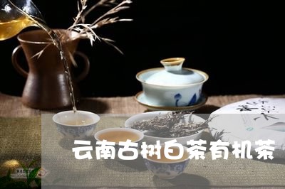 云南古树白茶有机茶/2023081291047