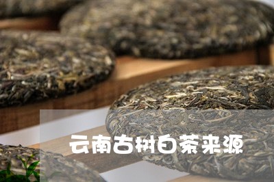 云南古树白茶来源/2023061451573