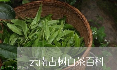 云南古树白茶百科/2023061464370