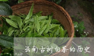 云南古树白茶的历史/2023121682595