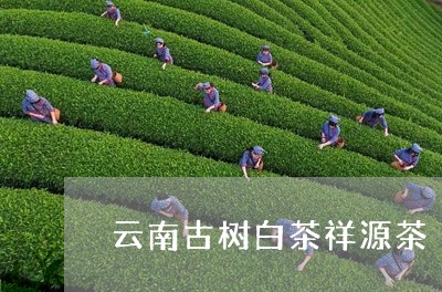 云南古树白茶祥源茶/2023081274836