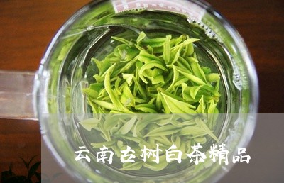 云南古树白茶精品/2023061426939