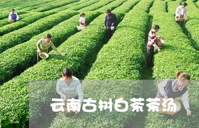 云南古树白茶茶汤/2023061472715