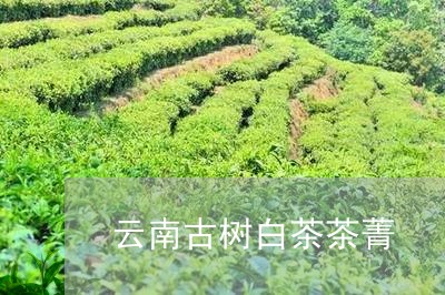 云南古树白茶茶菁/2023061470605