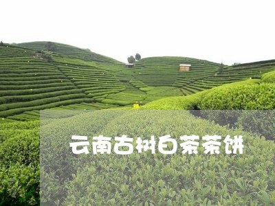 云南古树白茶茶饼/2023061475958